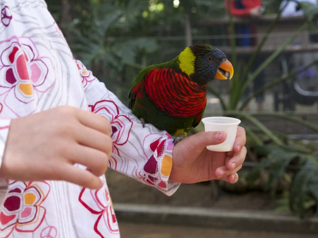 Lorikeet-Landing-Feeding