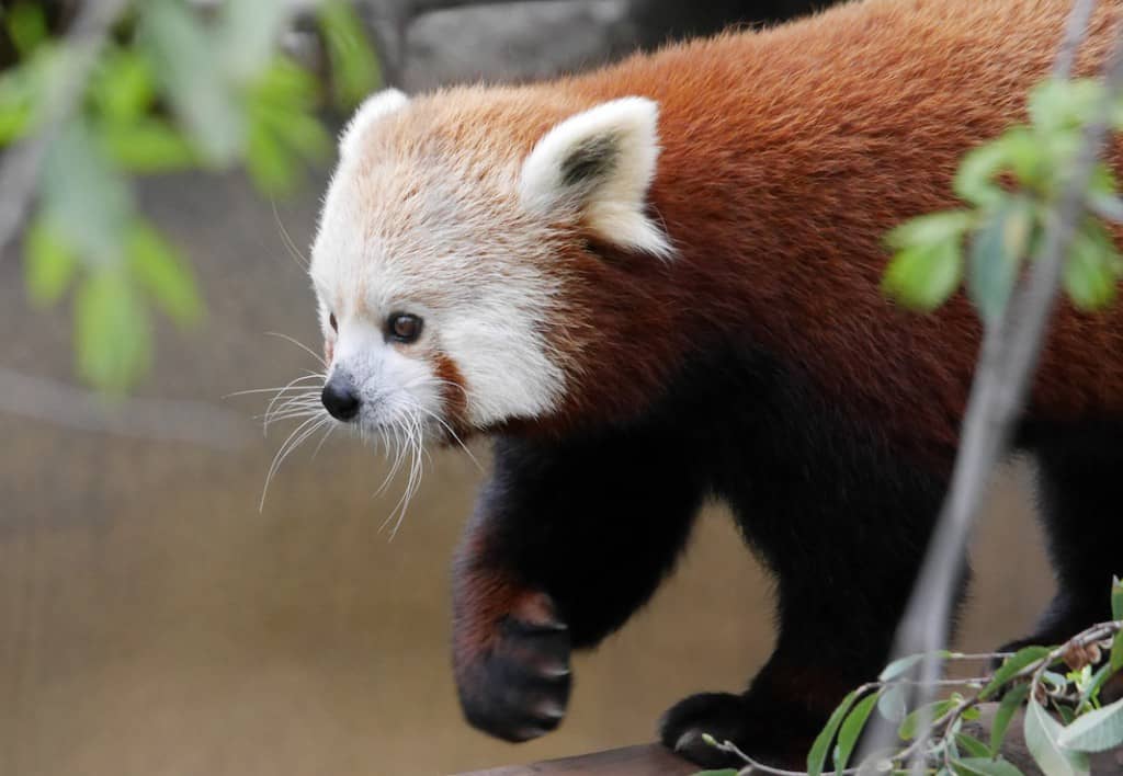 Red Panda