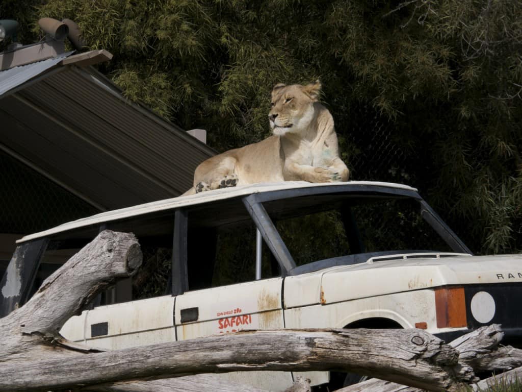 Safari-Park-Lioness