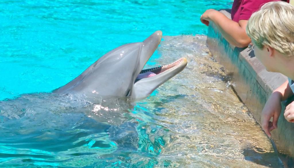 Feeding the dolphins at Seaworld San Diego